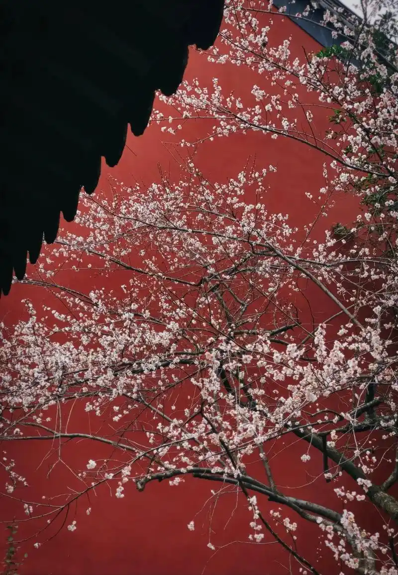 初雪腊梅,草堂茶居.#故宫红墙 #梅花 #古风 - 抖音