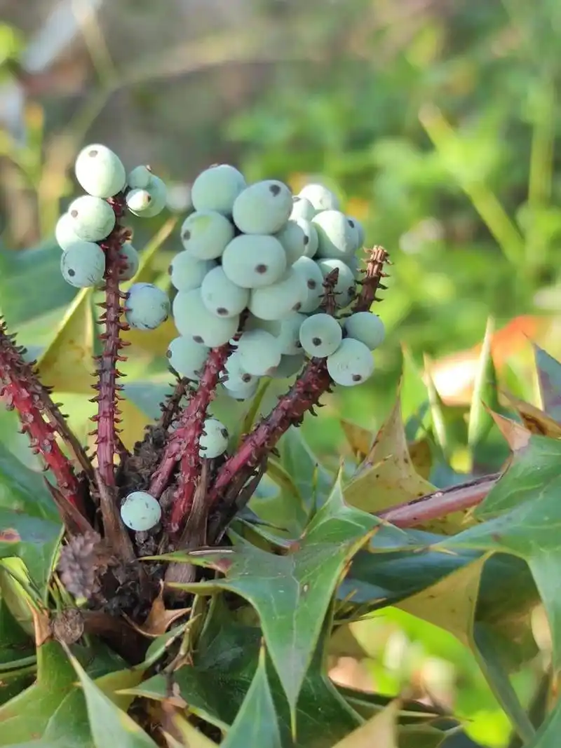十大功劳 十大功劳,为双子叶植物纲,小檗科,十大功劳属植物,可做盆栽