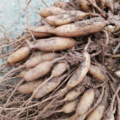 北京同仁堂 四川野生天冬草泡酒新鲜天门冬中药材川天冬根新货大门冬