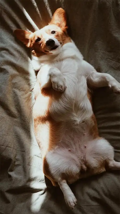可爱萌宠狗狗高清手机壁纸