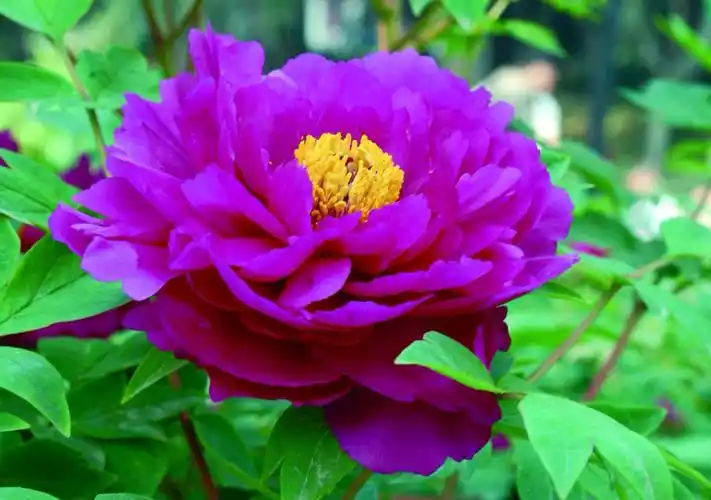 紫色牡丹