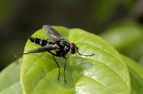 p>杂色美根寄蝇,拉丁学名: meigenia matabilis discolor zetterst