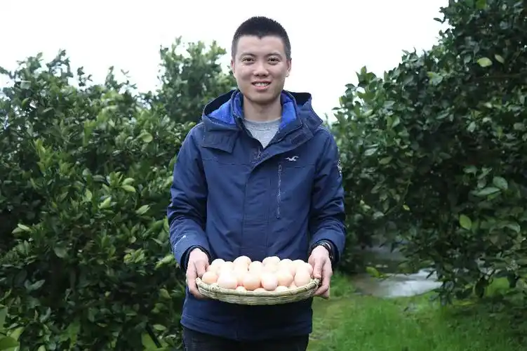 欢子tv橙园散养土鸡蛋