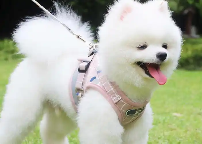 白色的小狗有哪些品种小型犬可以养,小型宠物犬有哪些