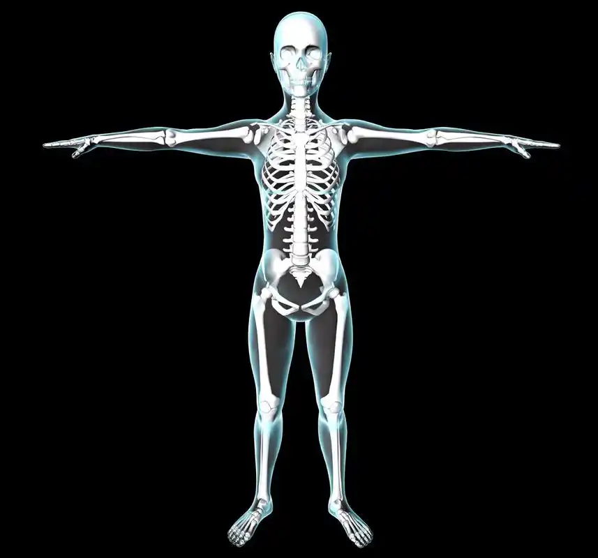 女人身体及骨骼在 x 光片上查看