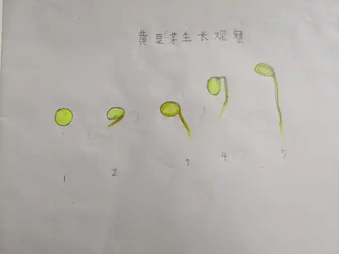 鄠邑区人民路小学一年级(6)班狄希妍 ———黄豆芽生长记
