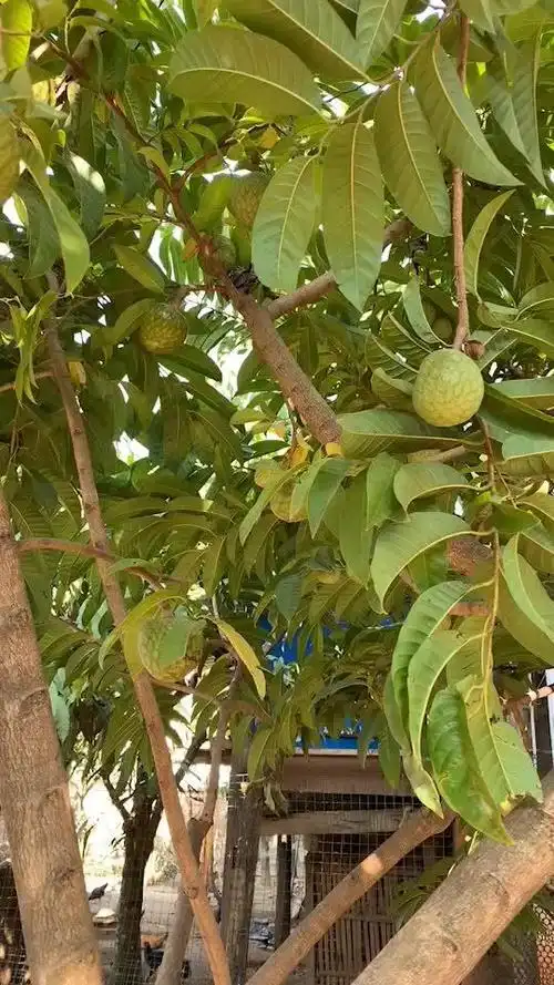 很多人都没有见过牛心果(别名牛心梨)树长什么样,它和释迦果同属番