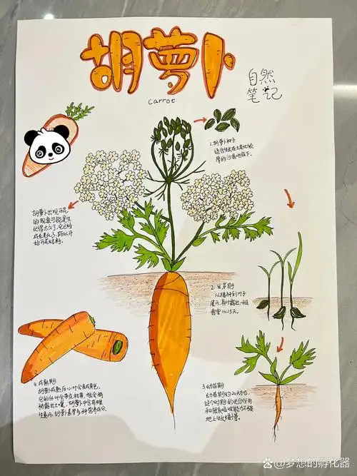 二年级胡萝卜09自然笔记