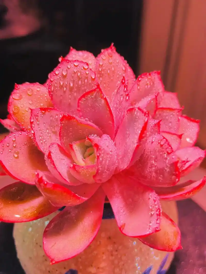 多肉赫拉,先锋派.#春天的色彩 #一花一草一世界 #记录多肉 - 抖音