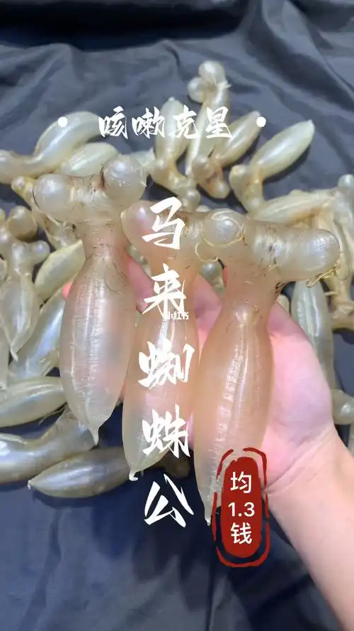 鱼胶花胶  #收藏级鱼胶  #马来蜘蛛公