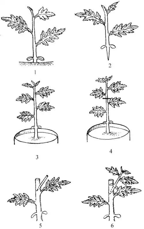 番茄插接法嫁接的操作要点有哪些?