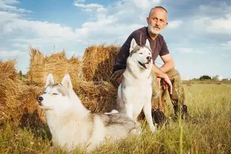 老胡子的男人坐在干草堆里与他们的狗,享受夏天日落景色.