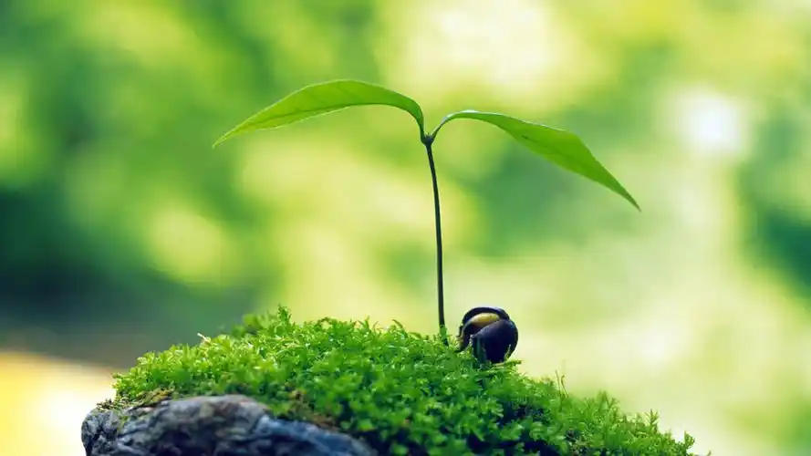 首页 桌面壁纸 植物壁纸 绿色护眼清新植物图片电脑壁纸 上一张 下一