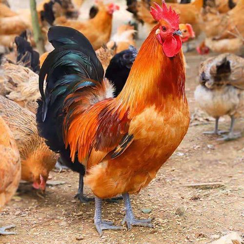 淼然阁九斤红公鸡苗半大脱温苗活体红玉鸡九斤红鸡大品种脱温鸡大红
