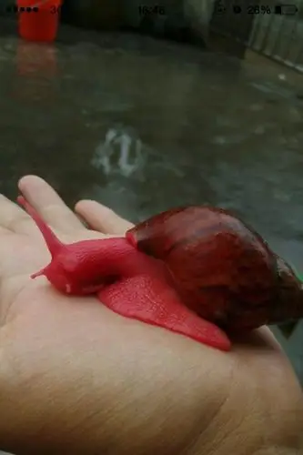 这种彩色蜗牛是人工染色吗,养得活吗?