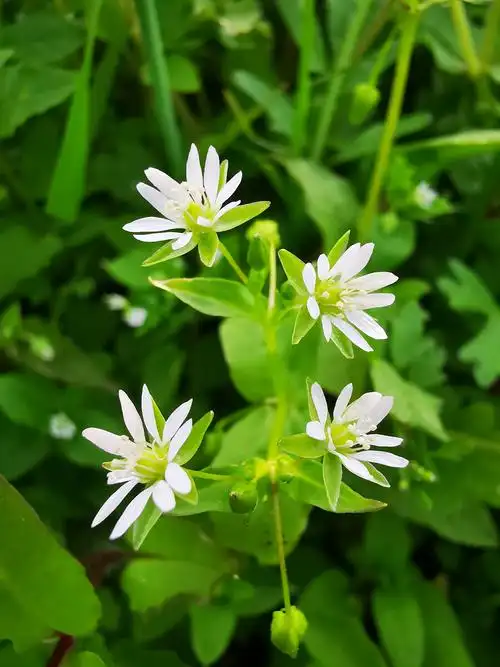 繁缕为石竹科繁缕属一种一年生草本开花植物,常为田间杂草,原产于欧亚