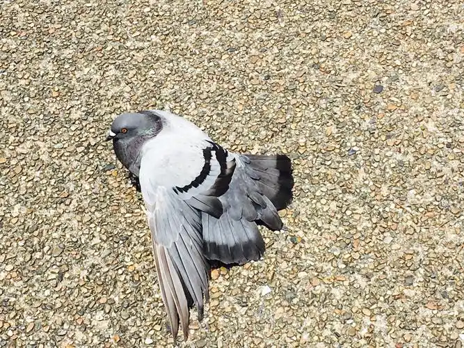 隔了时光长河的鸟声