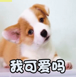 我可爱吗gif柯基宝宝gif卖萌gif