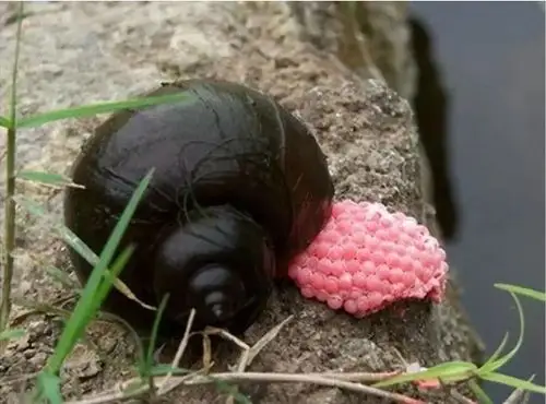 贵阳阿哈水库出现福寿螺千万别吃有人误食后寄生虫入侵脑部被迫流产