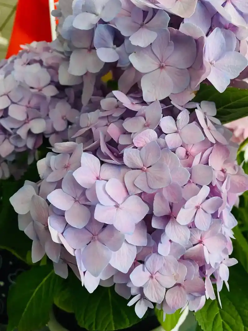 花开无尽夏,雨落有晴天  图片来自老妈养的无尽夏绣球 - 抖音