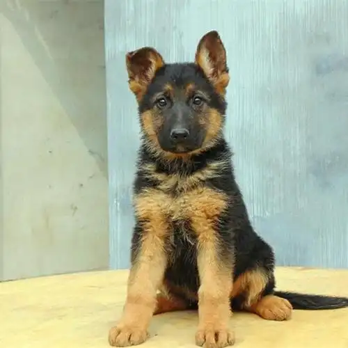 20元纯种德国牧羊犬幼犬德牧活物狗狗500元纯德牧幼犬活体德国牧羊犬