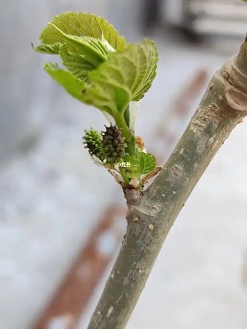 刚发芽就开花的桑葚