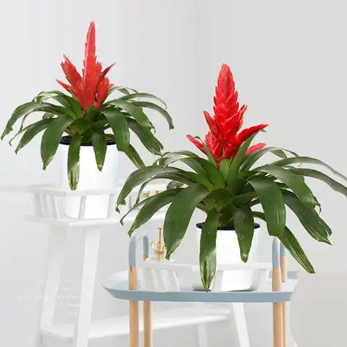开红花喜庆红色盆栽卡丽鸿运当头室内桌面客厅绿植净化空气水培花