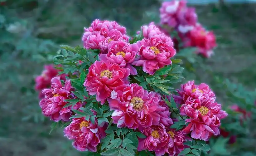 《花开富贵》象征人 花好 人也好