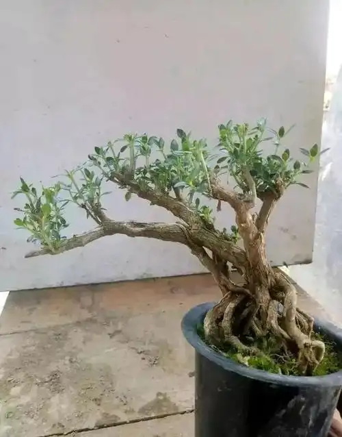 六月雪如何制作微型盆景?