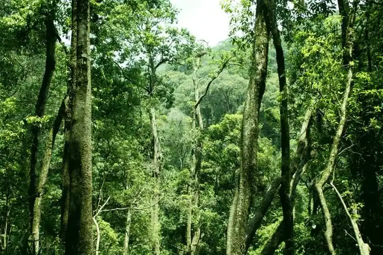到云南无量山森林氧吧洗肺哪怕千里走单骑