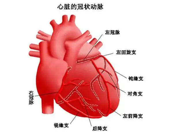 右冠状动脉起自右主动脉窦,经肺动脉根部和右心耳之间沿着右冠状沟走