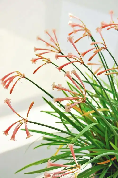 我要试种垂筒花