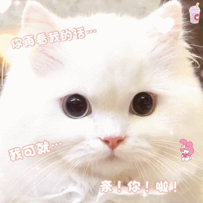 猫咪表情包 猫猫表情包 可爱表情包