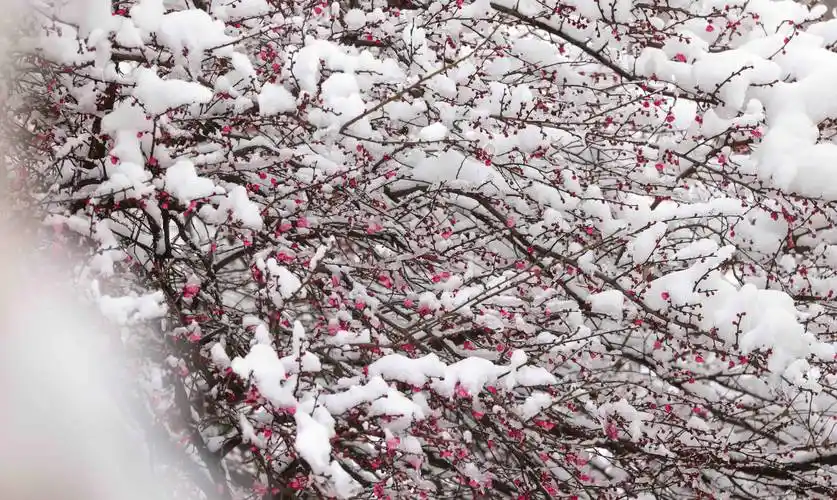 玉屏:雪中傲梅绽放_湿地_公园_梅花
