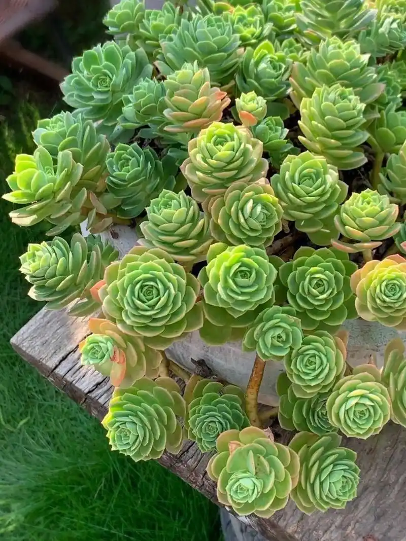 96每天认识一种多肉91绿蔷薇 95芜菁满地黄金烂,不及蔷薇一点红