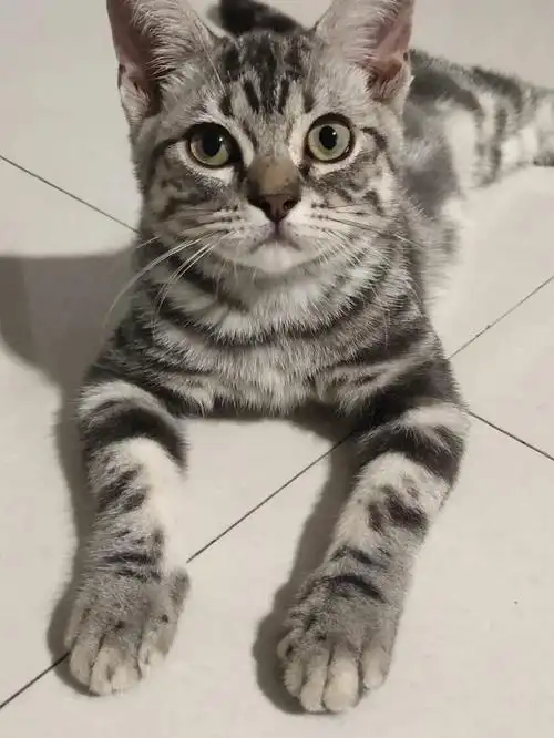 虎斑猫是什么品种?探索这一种不寻常的猫品种的全面展示