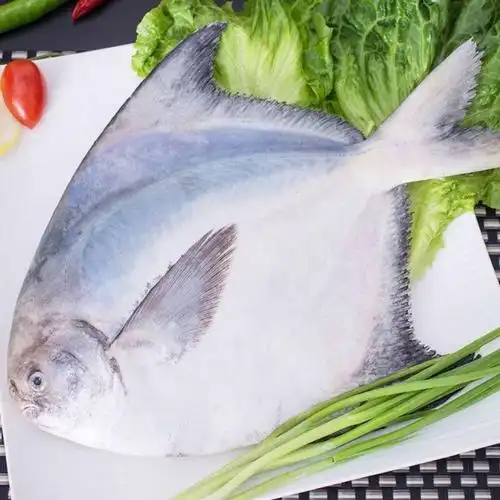 lism东海新鲜冷冻大白鲳鱼海鲜水产大鲳鱼大白鲳 白鲳鱼6一7两1条装