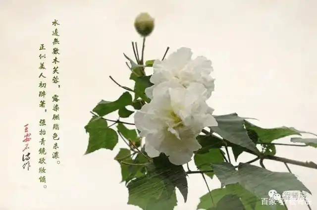 青辰原创诗词之木芙蓉开