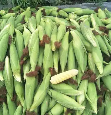 鲜糯玉米白包谷新鲜带皮糯玉米现摘非转基因白玉米棒万糯88