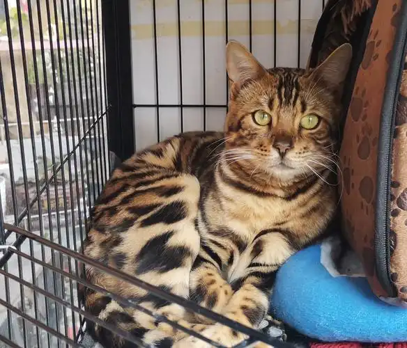 抓拍的豹猫(柳石路花鸟市场).