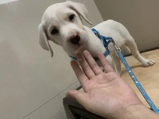 奶油色两个月拉布拉多弟弟500牵走