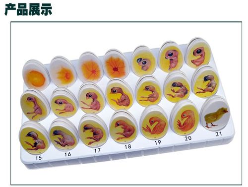 小鸡胚胎成长模型玩具鸡蛋孵化生殖发育过程教学仪器