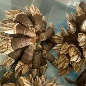 00山予海野生海鲜经营部淘宝野生笔架螺 海佛手鹅颈藤壶龟脚螺狗爪