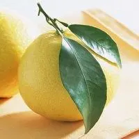 可爱柚子头像_微信头像图片大全