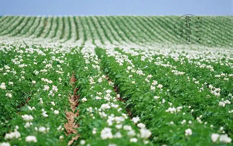 三月再见,四月你好,高清壁纸图片,非主流-回车桌面