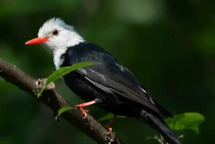 和麻雀,绿绣眼合称"城市三宝"白头鹎该类共139种,为中小型鸟类,嘴形