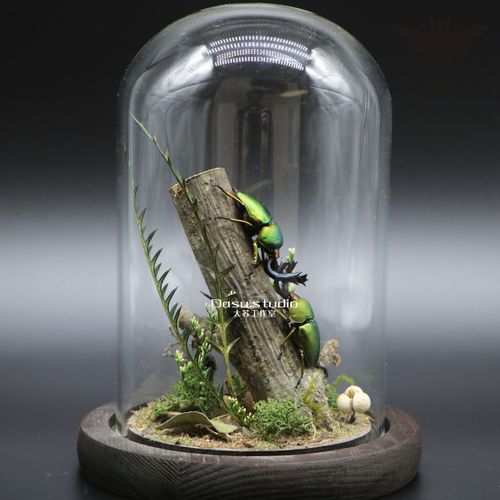 热销微景观玻璃罩_森林精灵小型真实昆虫甲虫标本生态微景观玻璃罩