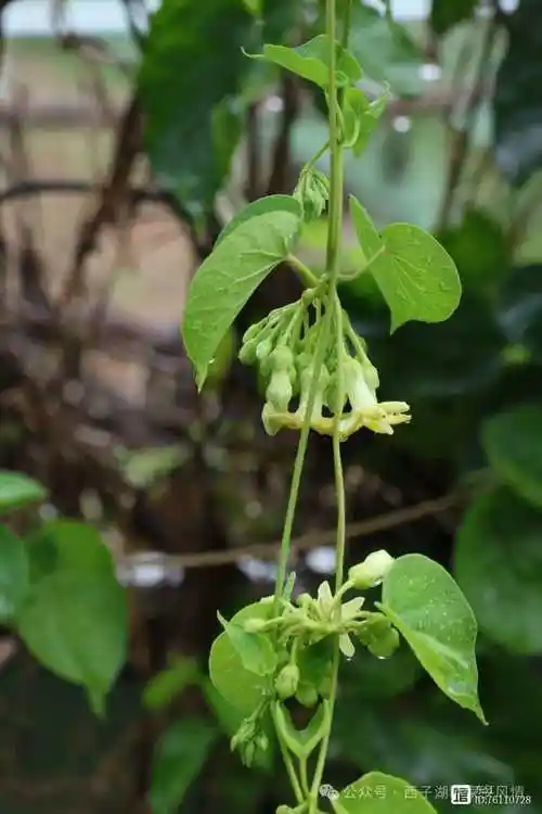 可以做菜吃的"夜来香"花