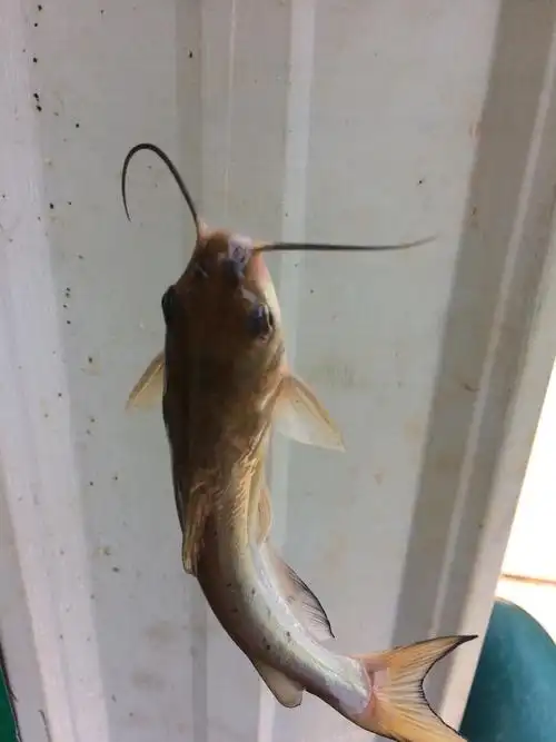 这个是什么鱼,像黄辣丁,只有一对胡须!