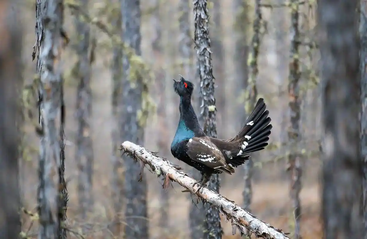 黑嘴松鸡(国家一级保护)3～4月是松鸡发情期,常5～7只雄, - 抖音